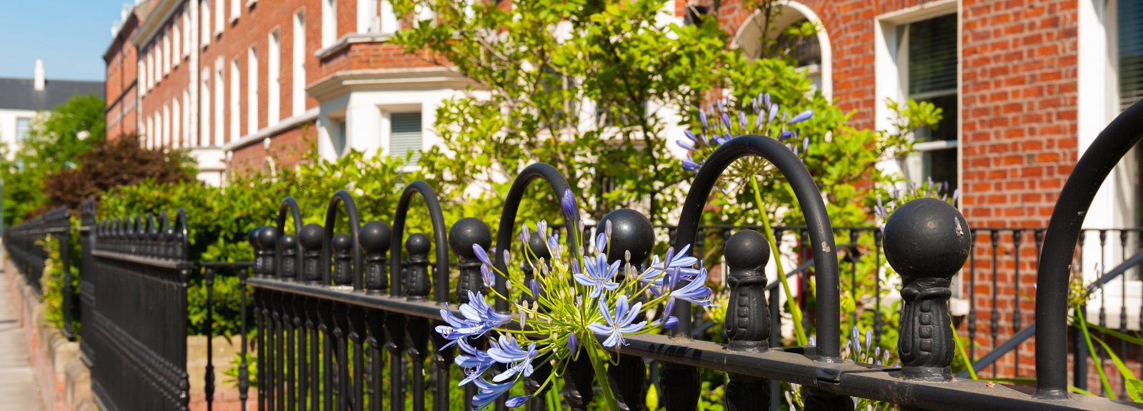 close-up image of a flower growing out of a fenced garden on University Square, beside Queen's University Belfast