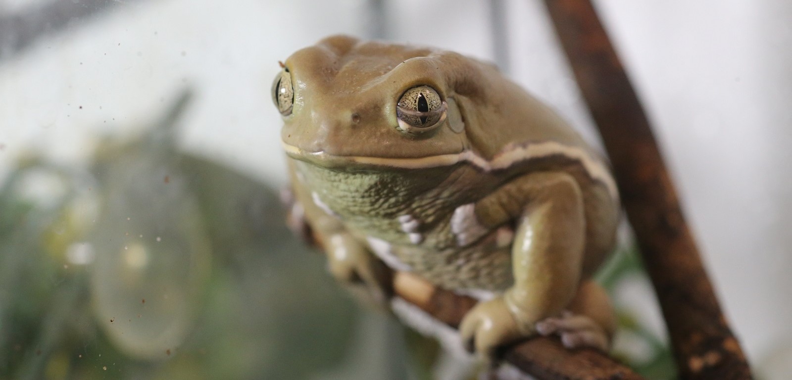 A frog resting on a branch