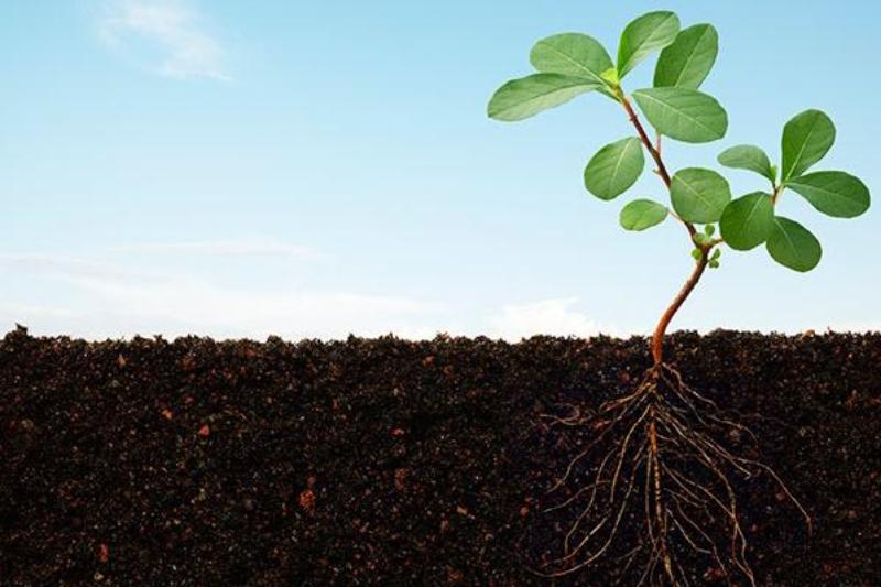 soil cross-section showing a plant with roots underground growing above ground