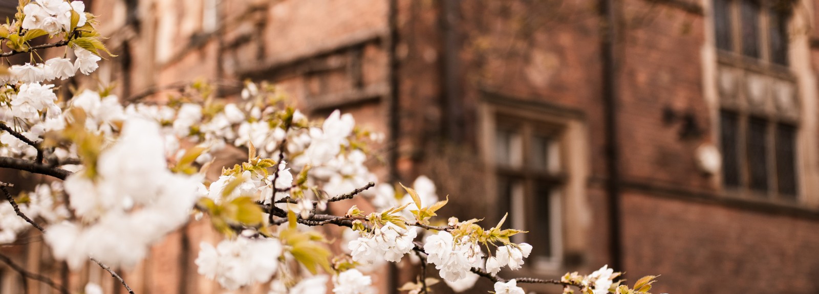 close-up of white flower blossoms in Spring with old building pictured in the background