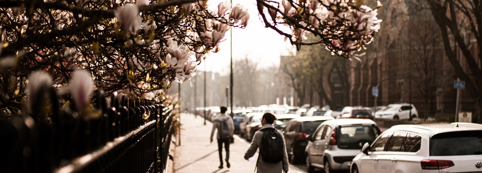 view of a street with parked cars and buildings on the right, with two people in the middle-ground walking away and white flower blossoms in the left foreground
